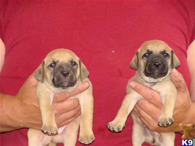 Blackmouth Cur Puppies for Sale