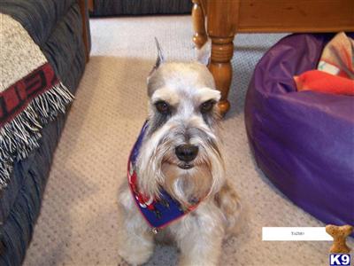 Stud Dogs - Miniature Schnauzer