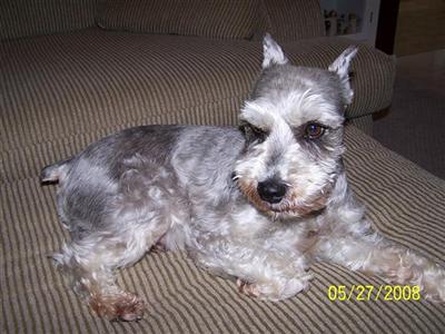Stud Dogs - Miniature Schnauzer