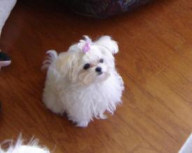 Dogs for Adoption