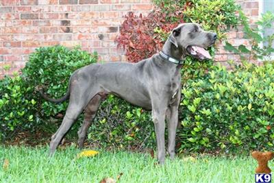 Stud Dogs in TX