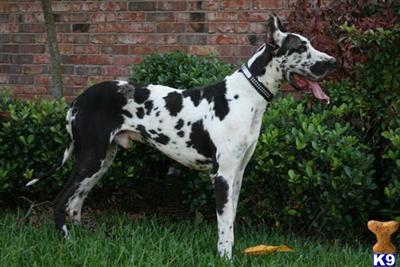 Stud Dogs in TX