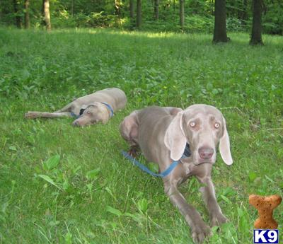 Stud Dogs in IN