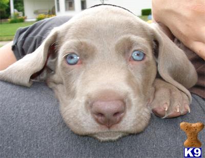 Weimaraner Puppies for Sale
