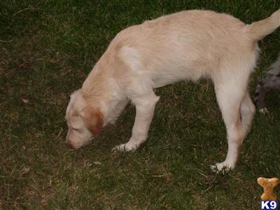 Dogs for Sale in OH