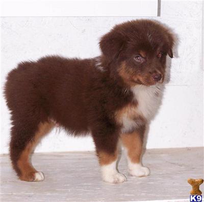 Australian Shepherd Puppies for Sale