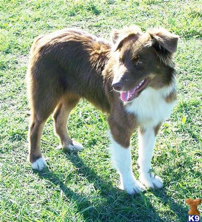Dogs - Australian Shepherd