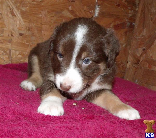 Australian Shepherd Puppies in