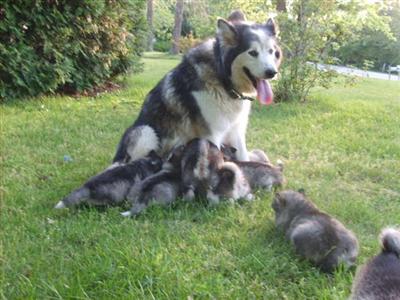 Alaskan Malamute Puppies for Sale