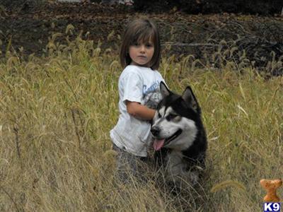 Alaskan Malamute Puppies for Sale