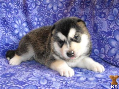 Alaskan Malamute Puppies for Sale