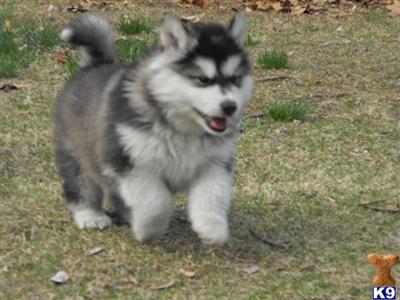 Alaskan Malamute Puppies for Sale