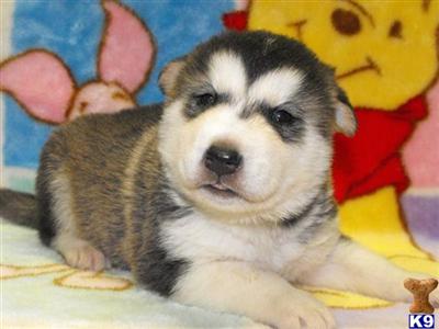 Alaskan Malamute Puppies for Sale