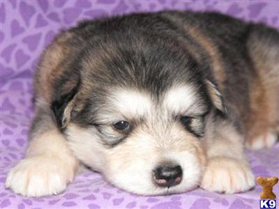 Alaskan Malamute Puppies for Sale
