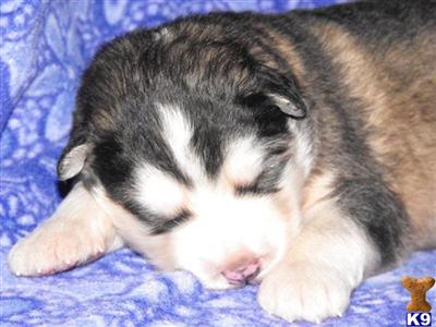 Alaskan Malamute Puppies for Sale