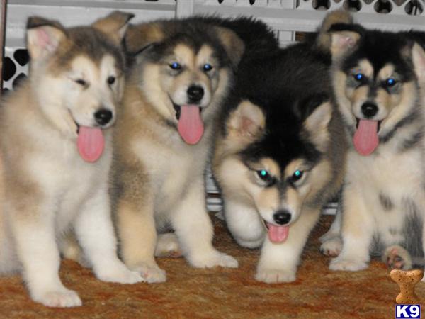 Brown Malamute Puppies