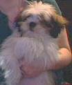 Stud Dogs - Shih Tzu