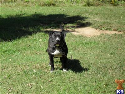 Dogs for Sale in KY