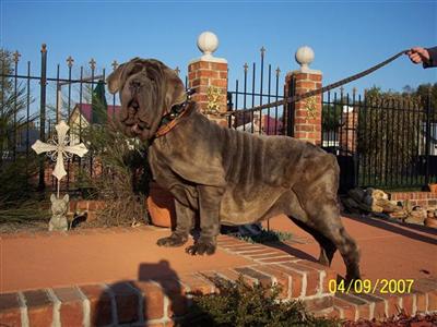 Neapolitan Mastiff Puppies for Sale
