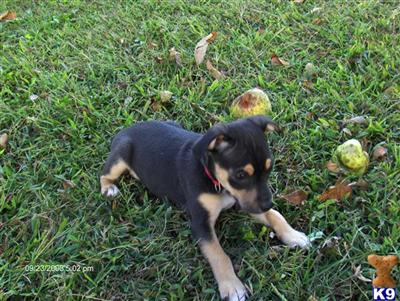 Rat Terrier Puppies for Sale