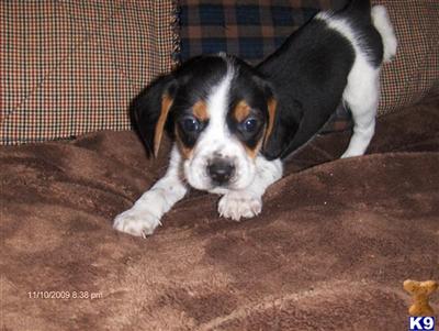 Beagle Puppies for Sale