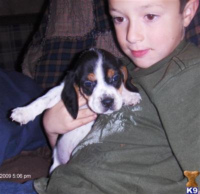 Beagle Puppies for Sale
