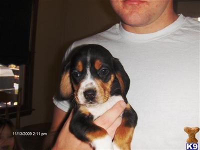 Beagle Puppies for Sale