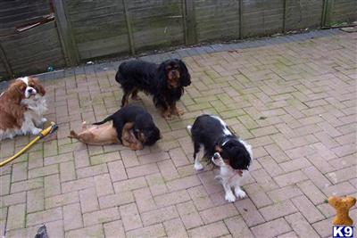Stud Dogs - Cavalier King Charles Spaniel