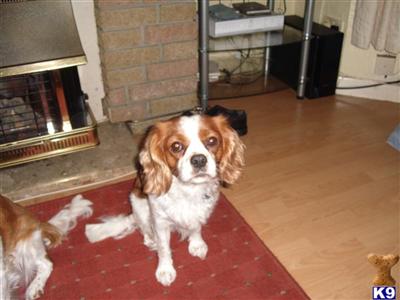 Stud Dogs - Cavalier King Charles Spaniel