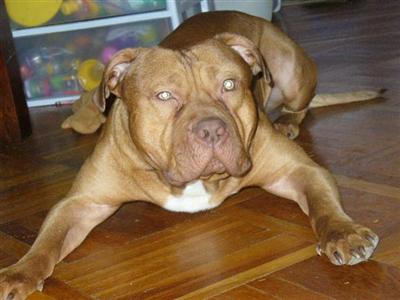Stud Dogs in NY