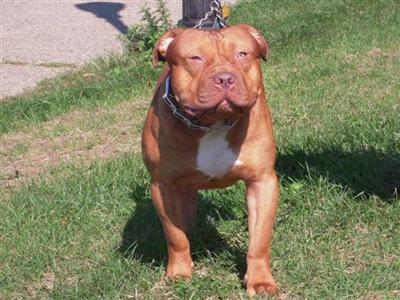Stud Dogs - American Pit Bull
