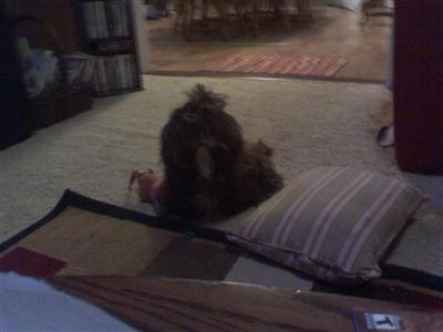 Stud Dogs in OH