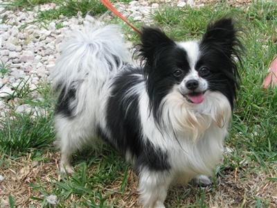 Dogs for Sale in FL