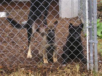 Puppies in MD