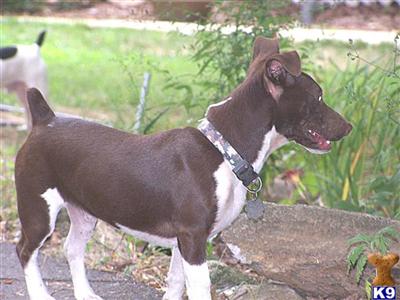 Dogs for Sale in GA