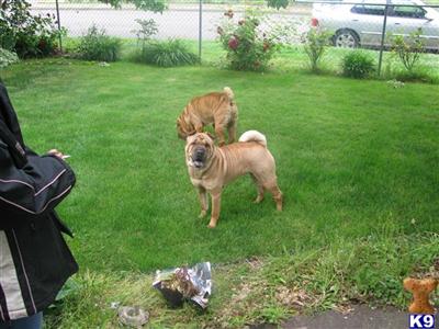 Chinese Shar-Pei Puppies for Sale