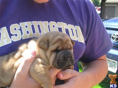 Chinese Shar-Pei Puppies for Sale