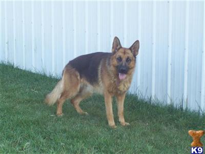 Stud Dogs in IN