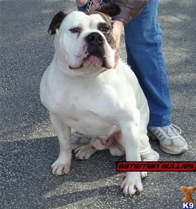 Stud Dogs in IN