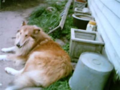 Stud Dogs - Collie