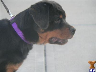 Puppies in NE