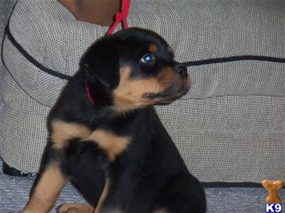 Puppies in NE