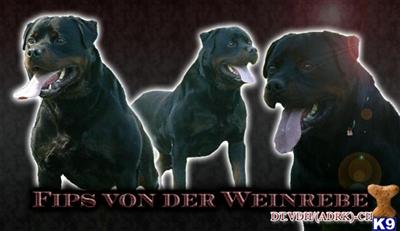 Stud Dogs - Rottweiler