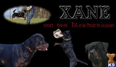 Rottweiler Puppies for Sale