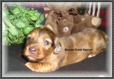 Dachshund Puppies for Sale