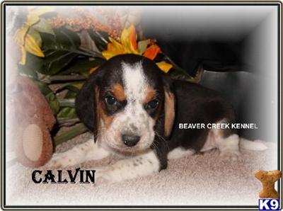 Beagle Puppies for Sale