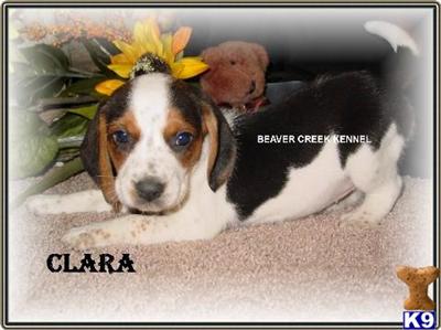 Beagle Puppies for Sale