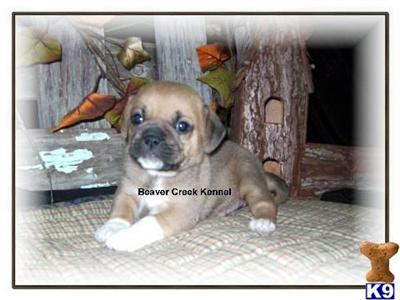 Mixed Breed Puppies for Sale