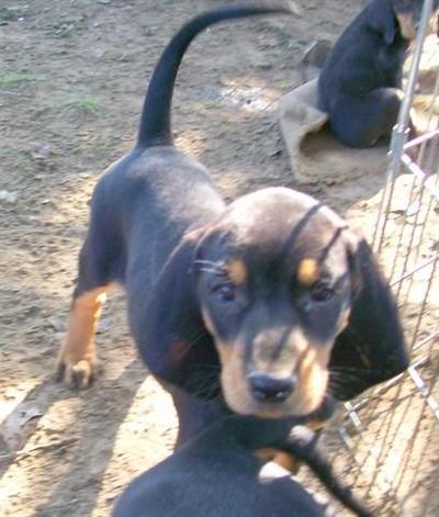 Black and Tan Coonhound Puppies for Sale