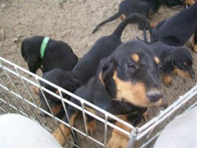 Black and Tan Coonhound Puppies for Sale
